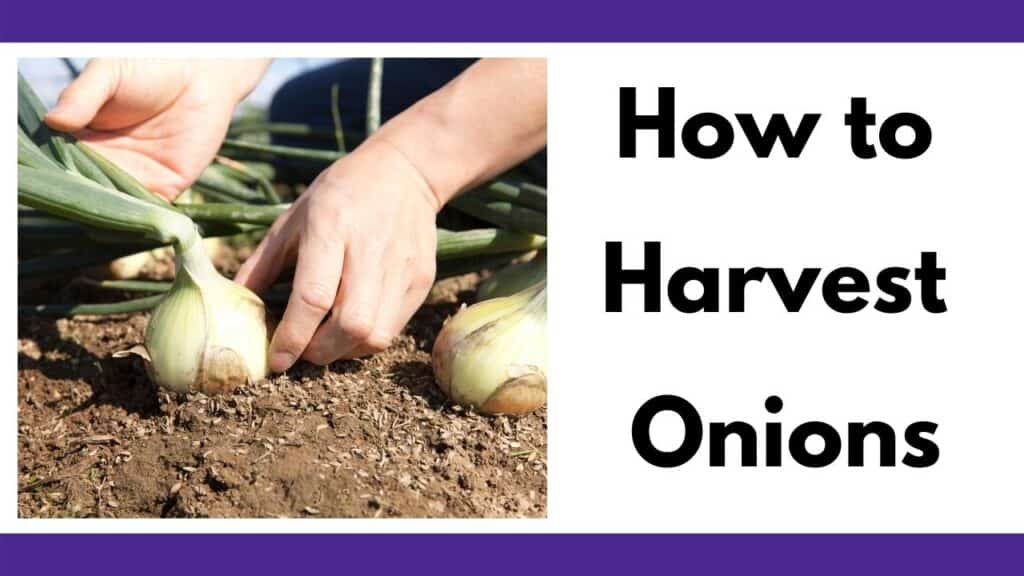 How to Harvest Onions (& How to Tell When Onions Are Ready to Harvest