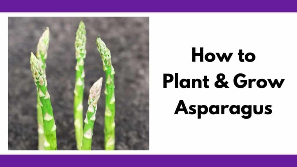 text "how to plant and grow asparagus" next to an image of asparagus spears emerging from rich soil