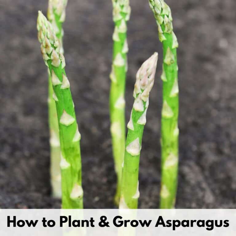 text overlay "how to plant and grow asparagus" over an image of asparagus spears emerging from dark soil
