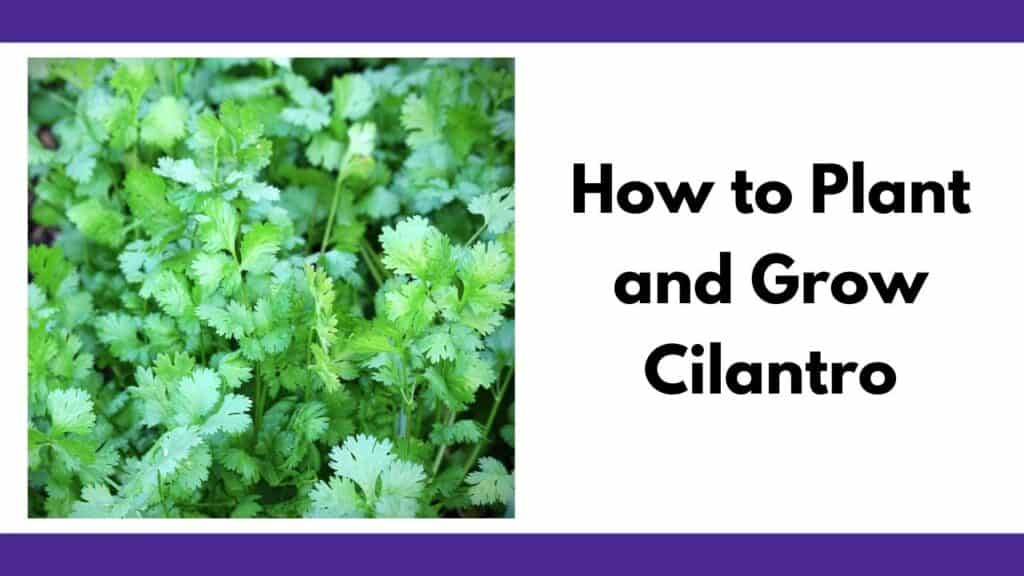 On the left is a square picture of cilantro leaves. On the right is the text "how to plant and grow cilantro"