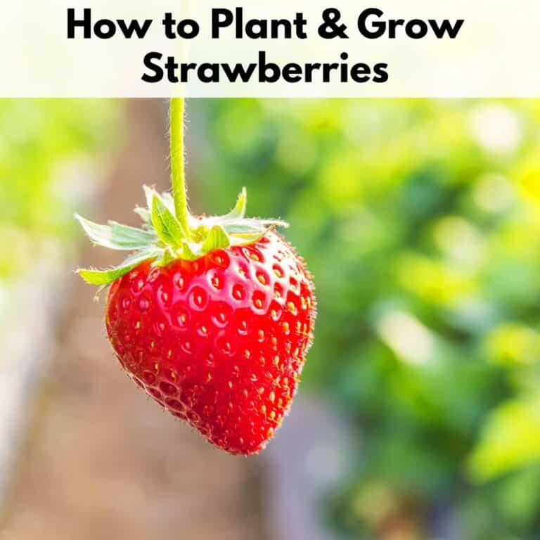 text overlay "how to plant & grow strawberries" on an image of a single ripe strawberry hanging from a stem