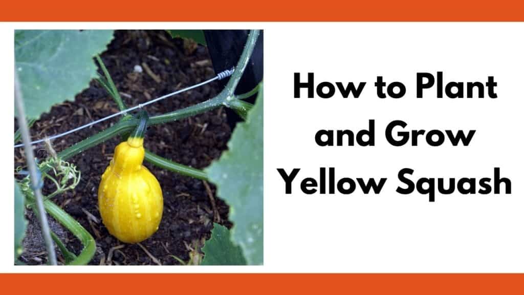 Text "how to plant and grow yellow squash" next to a close up image of a yellow squash growing on a vine.