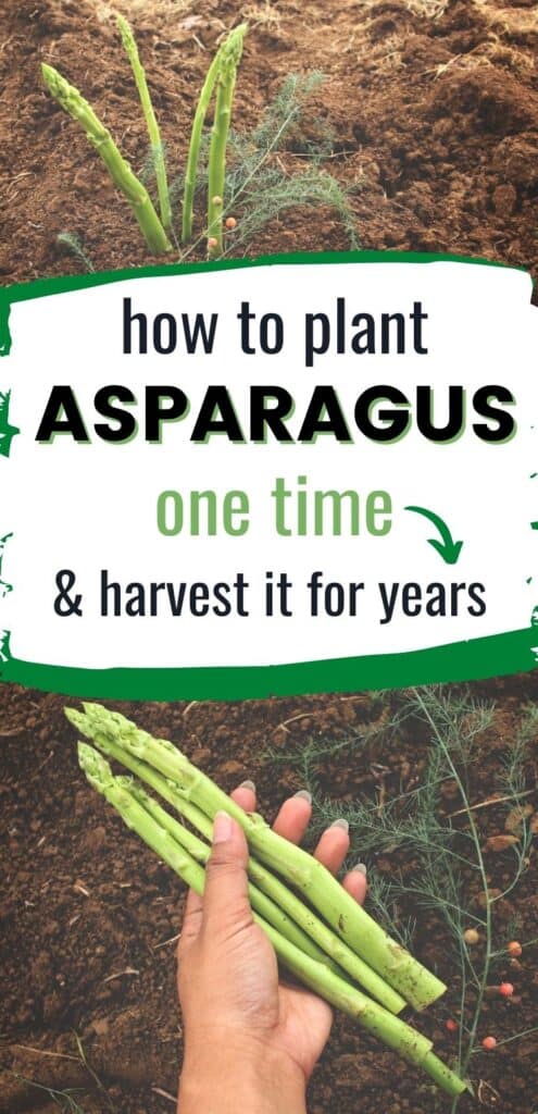 text "how to plant asparagus one time and harvest it for years" over an image of a woman's hand holding asparagus spears. An asparagus bed with fern-like foliage and red berries is visible in the background