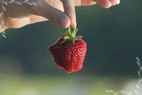 A picture of a woman's hand holding a strawberry by the stem. The berry has bumps and crevices as a result of poor pollination. 