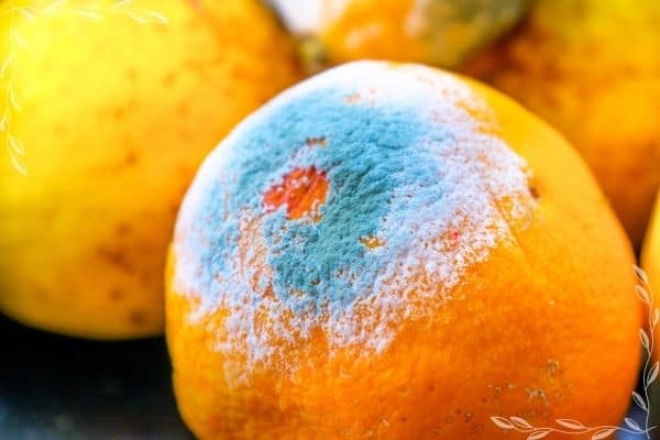A close up image of a moldy orange fruit