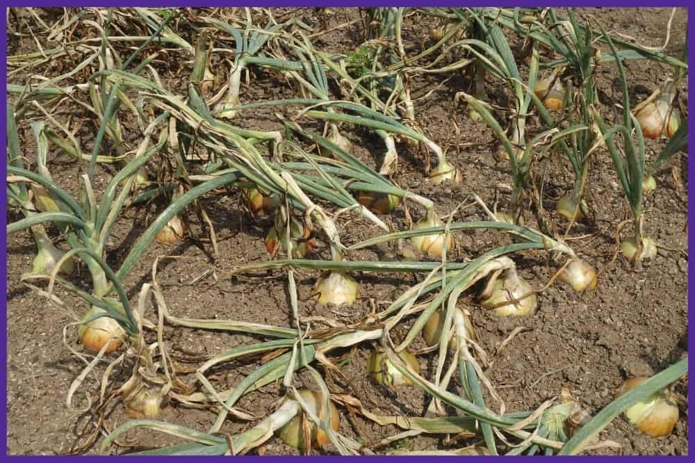 A patch of onions that are almost ready to harvest. The green tops are turning brow and falling over. 