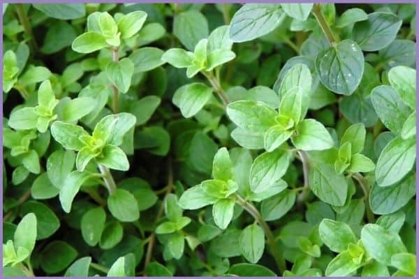 a close up image of an oregano plant