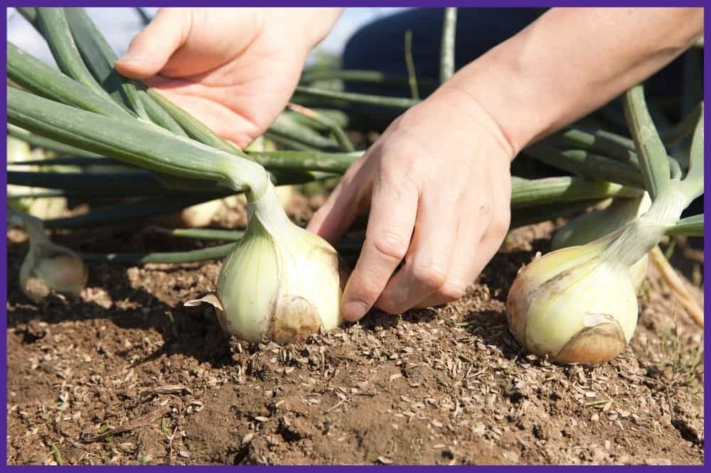 A close up of a person's hand grasping an onion bulb near the base to remove it from the ground. 