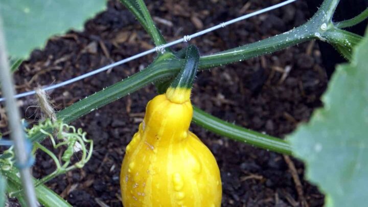 text overlay "how to plant and grow yellow squash" on the top of an image of a yellow squash growing on a vine