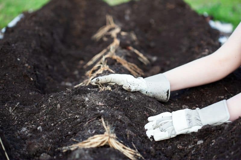 a woman's hands in garden gloves planting asparagus roots in a prepared bed of soil. The roots are spread out over the top of a small mound in the middle of a trench. 