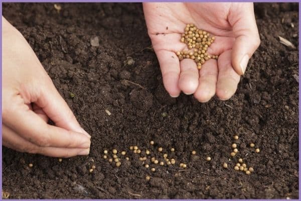 A close up of a woman's hands sewing cilantro seed thickly in fresh soil.