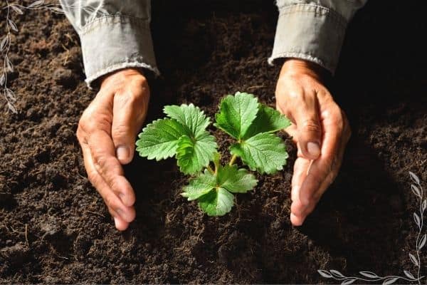 A picture of hands cupping a freshly planted strawberry plant with three leaves. 