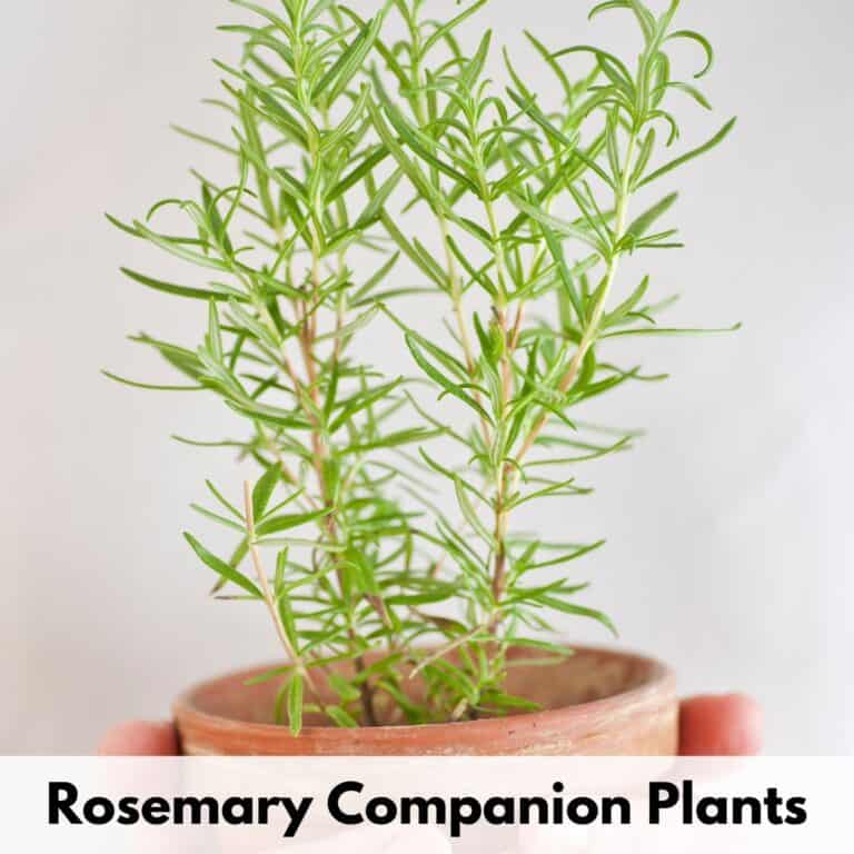 text overlay 'rosemary companion plants' at the bottom of an image of hands holding a small terra cotta pot with a young rosemary plant