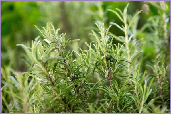 A close up image of a growing rosemary plant