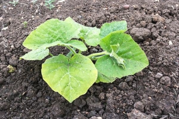 A close up of a young squash seedling with about give leaves and no blossoms