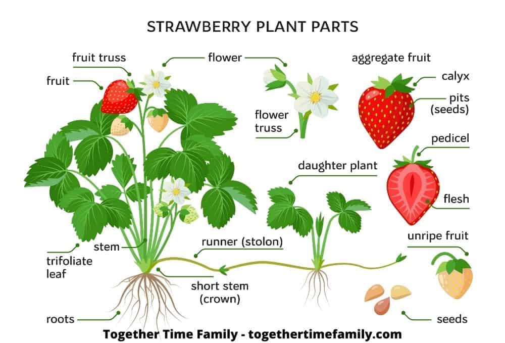 An illustration of a strawberry plant's anatomy including the fruit, fruit truss, flower, runner, roots, daughter plant, and aggregate fruit.