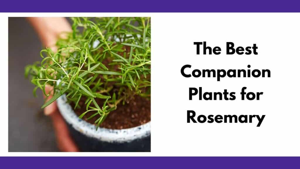 text "the best companion plants for rosemary" next to an image of a grey pot with a small, young rosemary plant