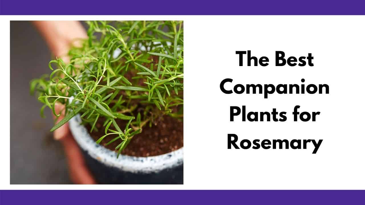 Rosemary companion plants information