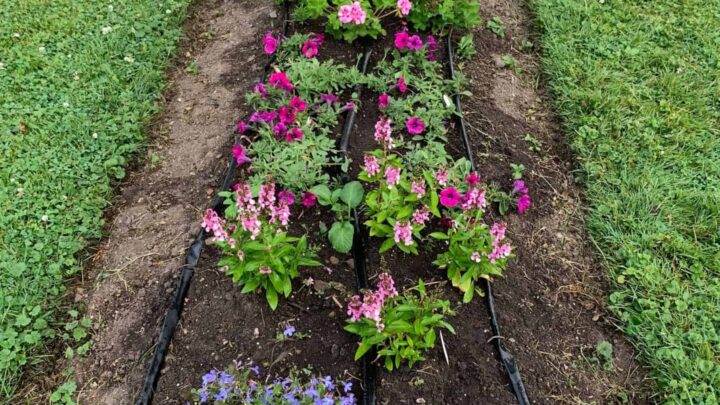 text overlay "the best soaker hoses" on the bottom of an image of a flowerbed with soaker hoses on it