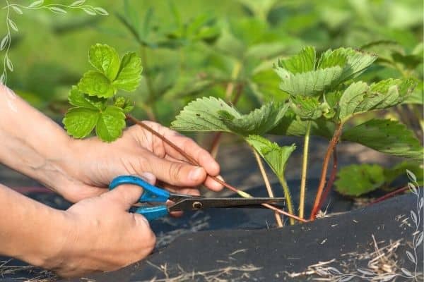 A picture of a person's hands using blue handled scissors to cut a strawberry runner off a strawberry plant.