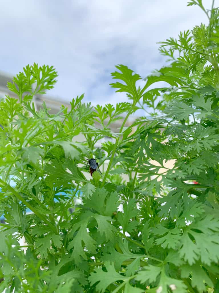 A close up of a large cilantro plant with a wasp inside. This wasp is blue and lays its eggs inside June beetle grubs. 