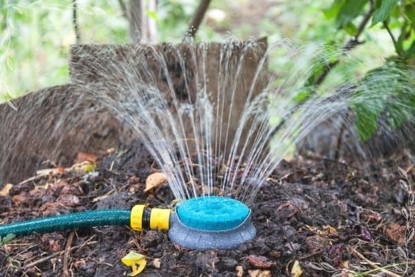 A sprinkler head on a pile of compost watering the compost pile