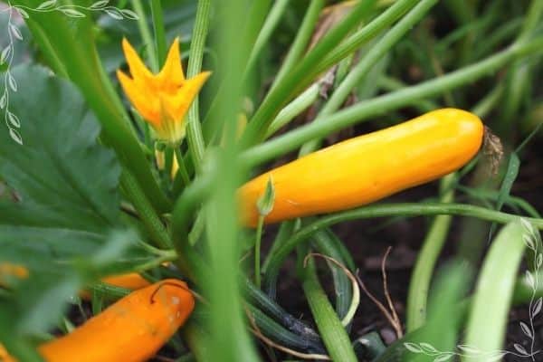 A close up of a yellow squash plant growing. There are three partially visible fruits and one open male blossom.