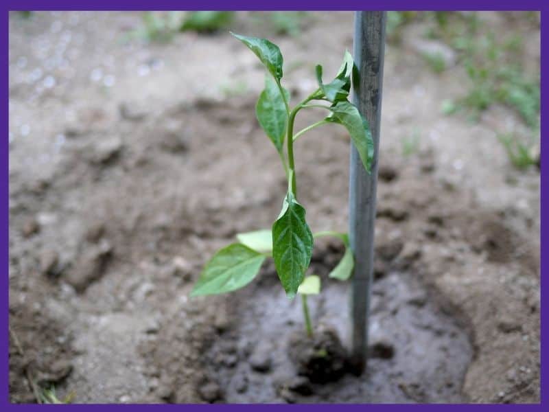 A young pepper plant next to a wood stake to support the plant