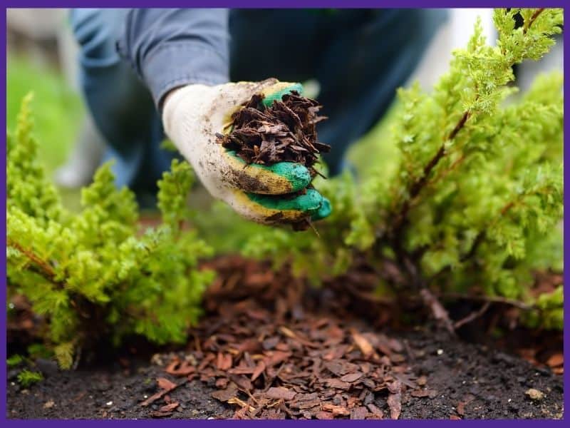 A close up image of a gardener's hand wearing a glove applying wood mulch around a plant