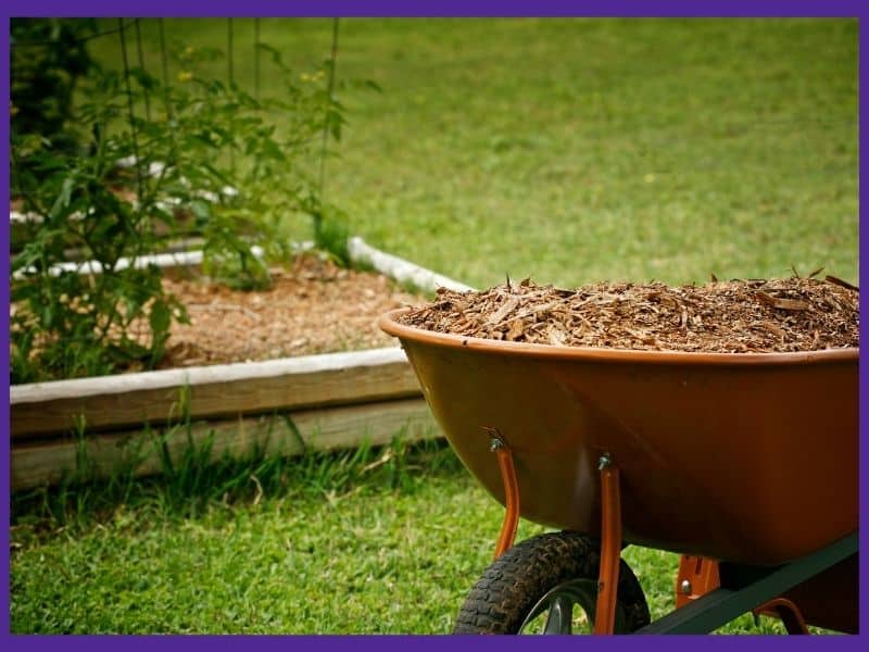 A wheelbarrow filled with wood mulch in front of a freshly mulched garden bed.