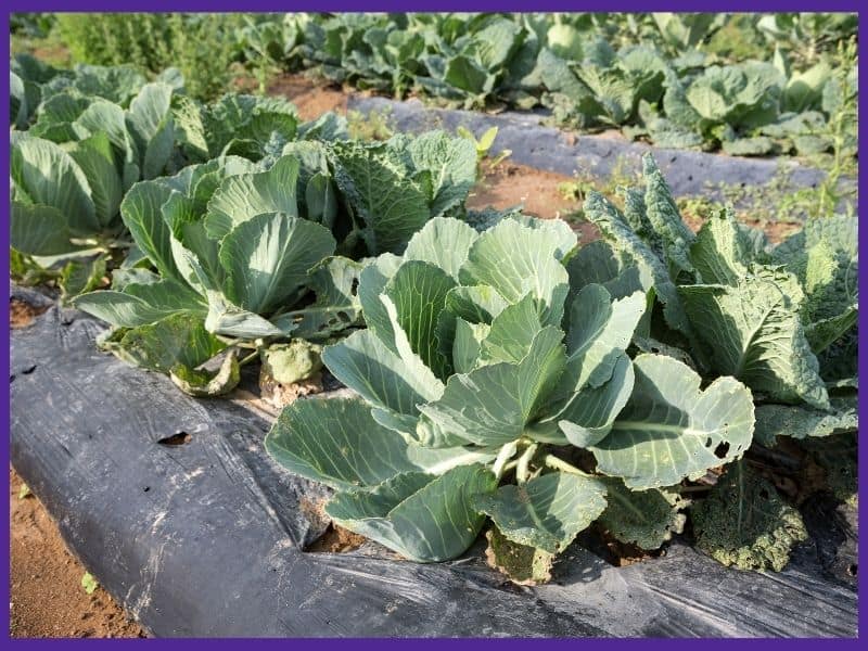 a row of cabbages growing through black plastic mulch