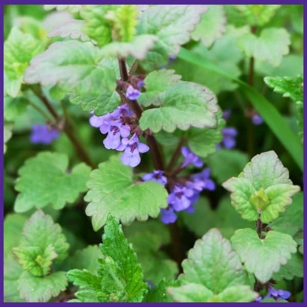 A close up of a catnip plant with purple flowers