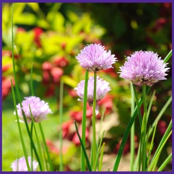 Purple flowering chives growing in a garden