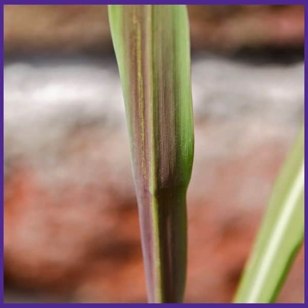 A close up of a reddish citronella lemongrass stalk