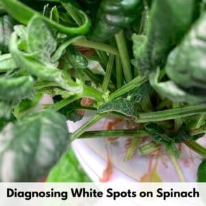 text overlay "diagnosing white spots on spinach" over an image of a spinach plant with leaves covered in small white dots