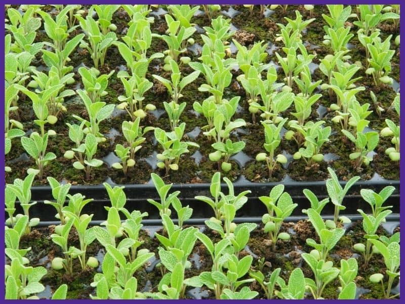 A close up of many sage seedlings growing one to a ell in three seedling flats placed side by side. 