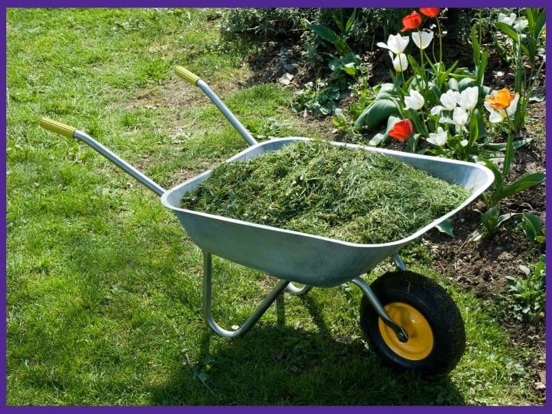 A wheelbarrow of grass clippings in front of a bed with blooming flowers