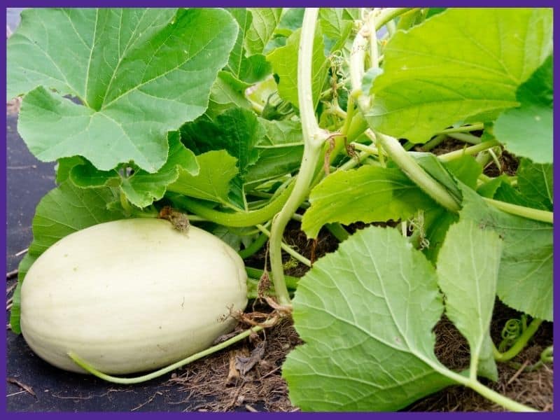 en grön spaghetti squash på en vinstock som ligger på smutsen