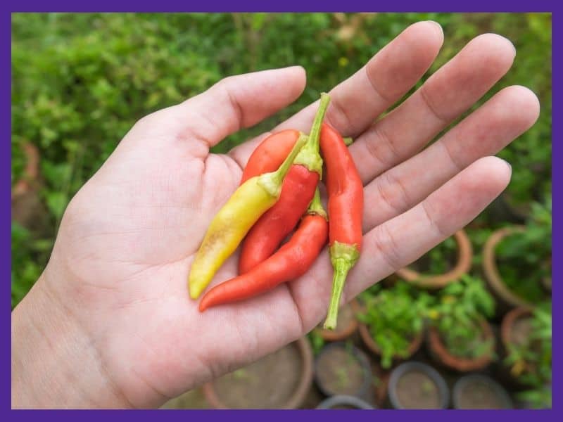 A left handing holding five freshly harvested peppers with stems still attached