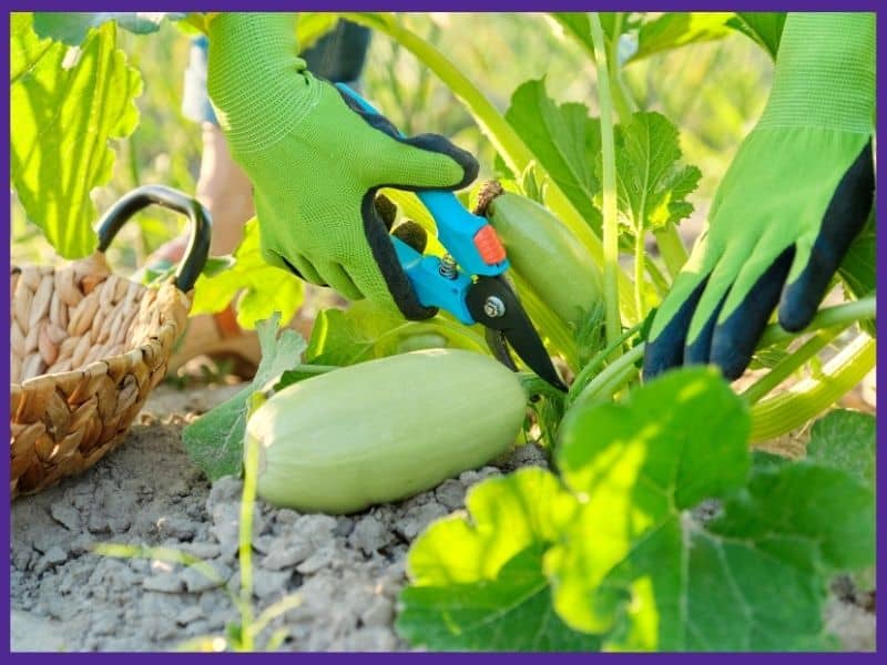 een afbeelding van handen die groene handschoenen dragen met behulp van een grote tondeuse om een courgette te oogsten