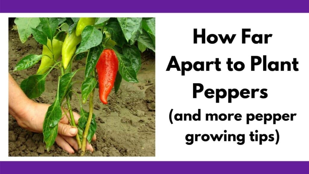 text "how far apart to plant peppers (and more pepper growing tips)" next to an image of a person holding the base of a large pepper plant. The plant has three green peppers and one red pepper.