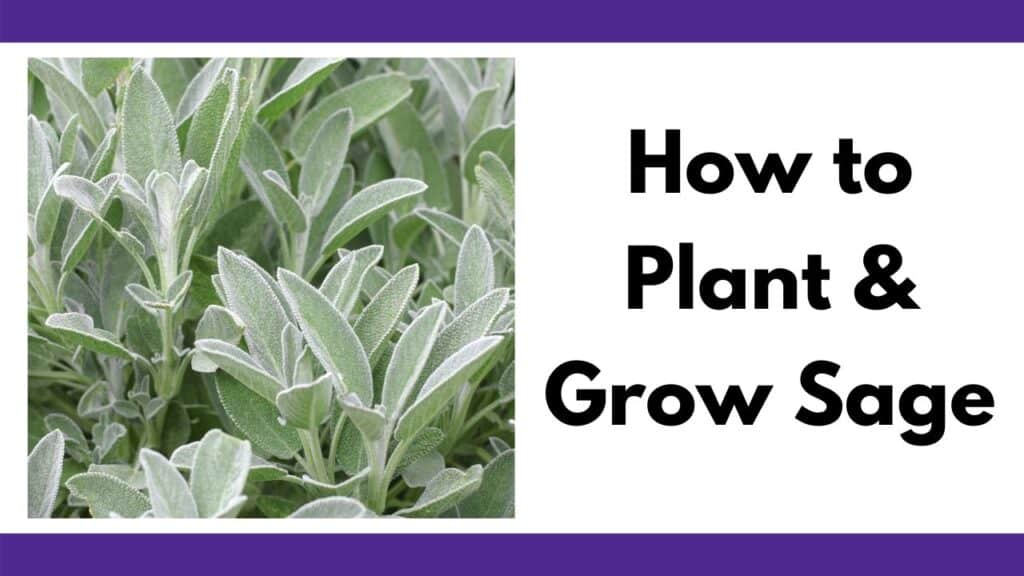 text "how to plant and grow sage" next to a close up image of a sage plant with silvery leaves