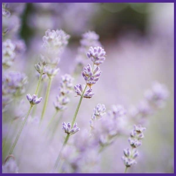 a soft, close up photo of flowring purple lavender