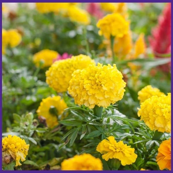 a close up of flowering yellow marigolds