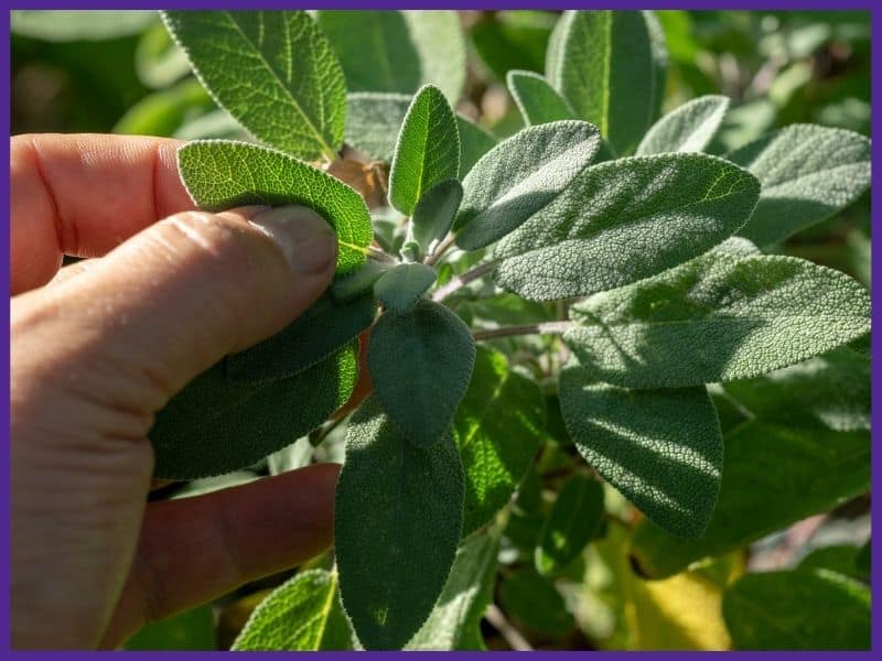 A hand preparing to pick a sage leaf from a plant