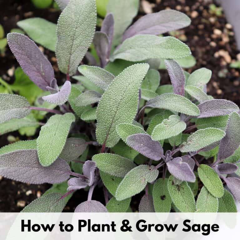 text overlay "how to plant and grow sage" above a close up, top down image of purple sage growing in a white pot