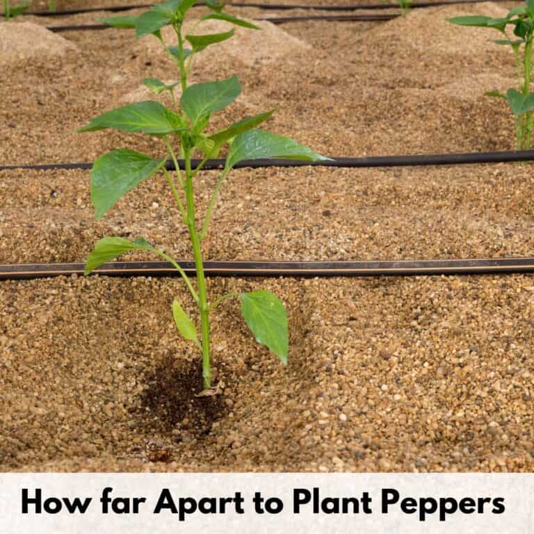 text overlay "how far apart to plant peppers" next to a pepper growing through mulch next to a soaker hose
