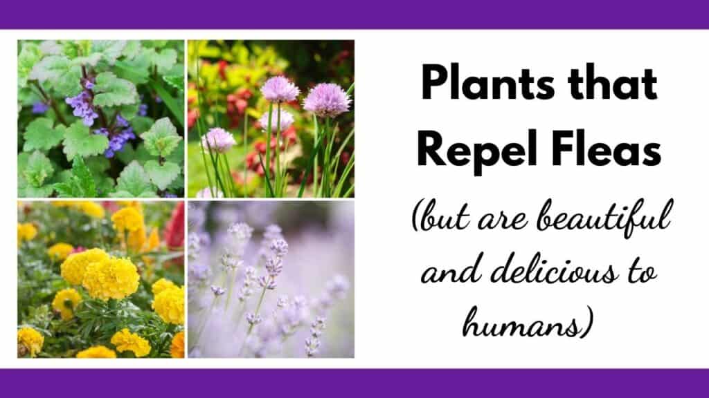 Must Know Plants That Repel Fleas And Smell Great To Humans Together Time Family