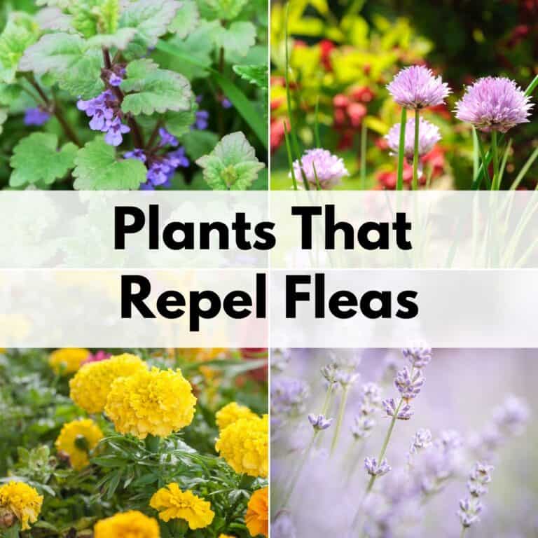 Text overlay "plants that repel fleas" over a 2x2 grid of images. Plants in the images are: catnip, chives, marigolds, and lavender
