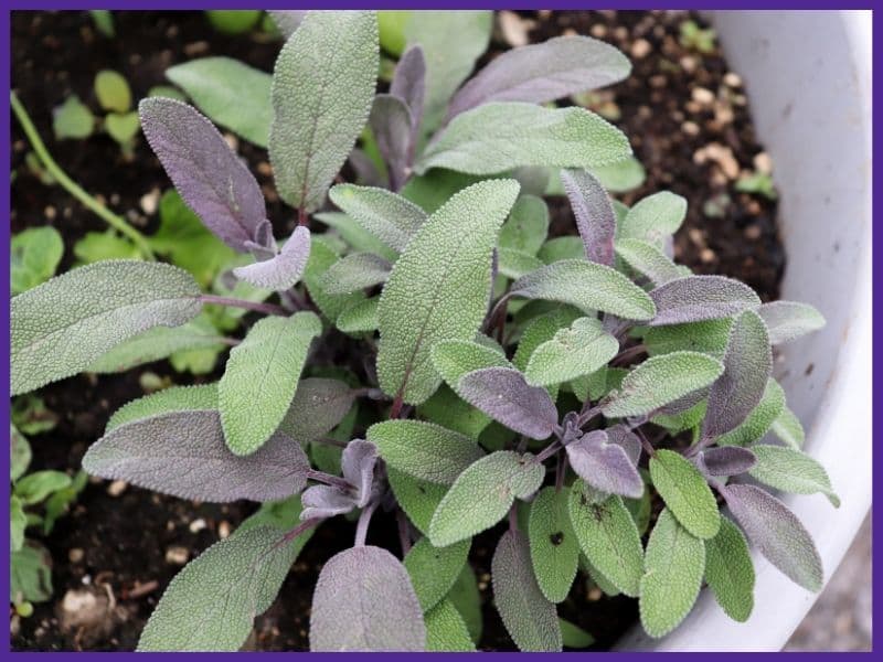 A top down view of a purple sage plant growing in a white pot